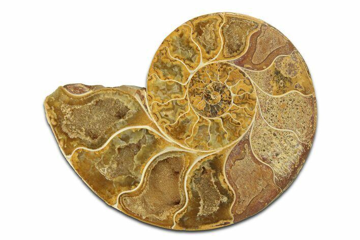Jurassic Cut & Polished Ammonite Fossil (Half) - Madagascar #289337